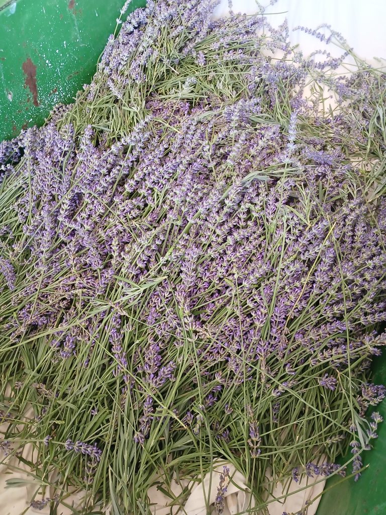 2025 Homeland | Our Lavender Co: Growing the Future | TheFencePost.com