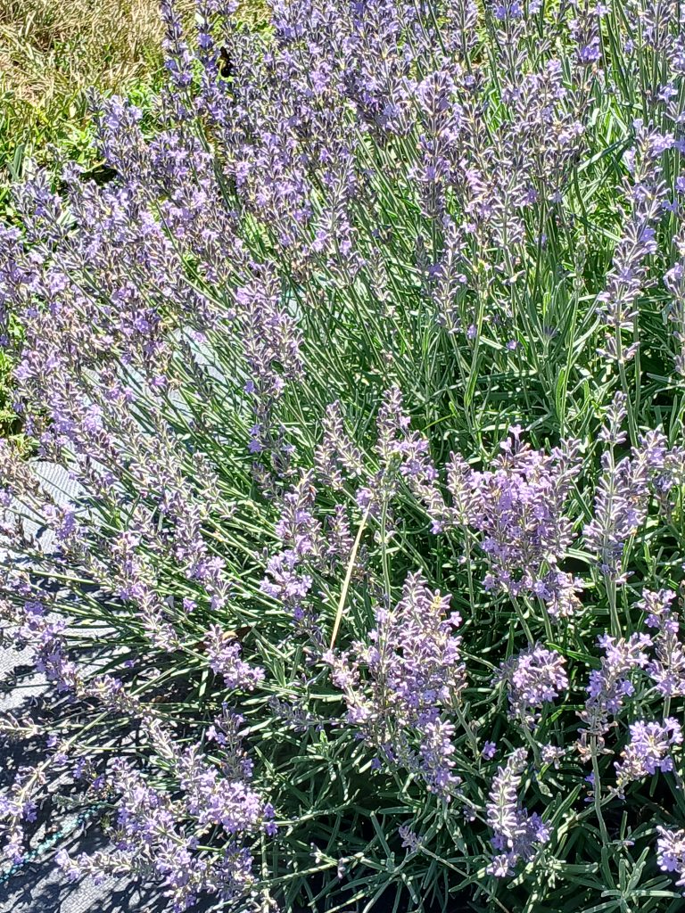 2025 Homeland | Our Lavender Co: Growing the Future | TheFencePost.com