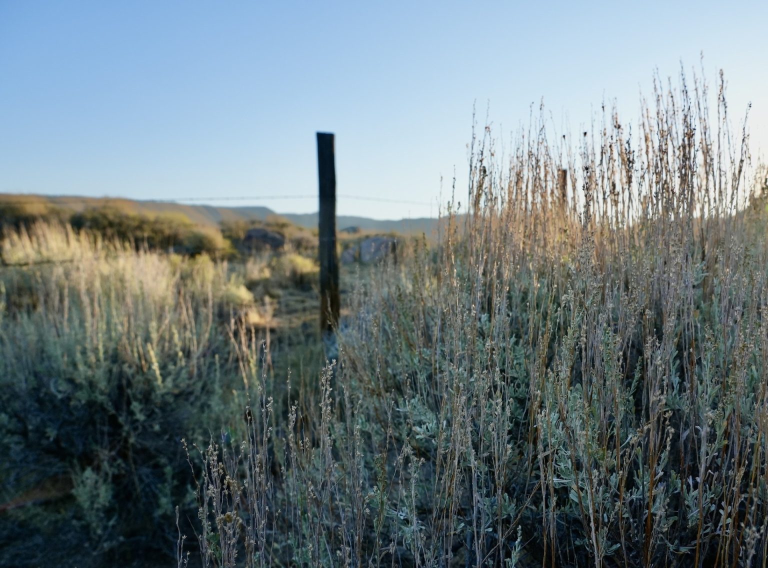 UW-led institute releases new film on managing invasive annual grasses ...