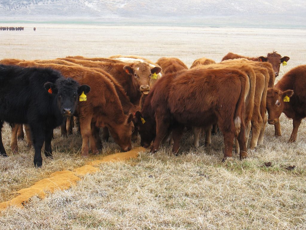 Secretary Rollins announces plan for American ranchers and consumers ...
