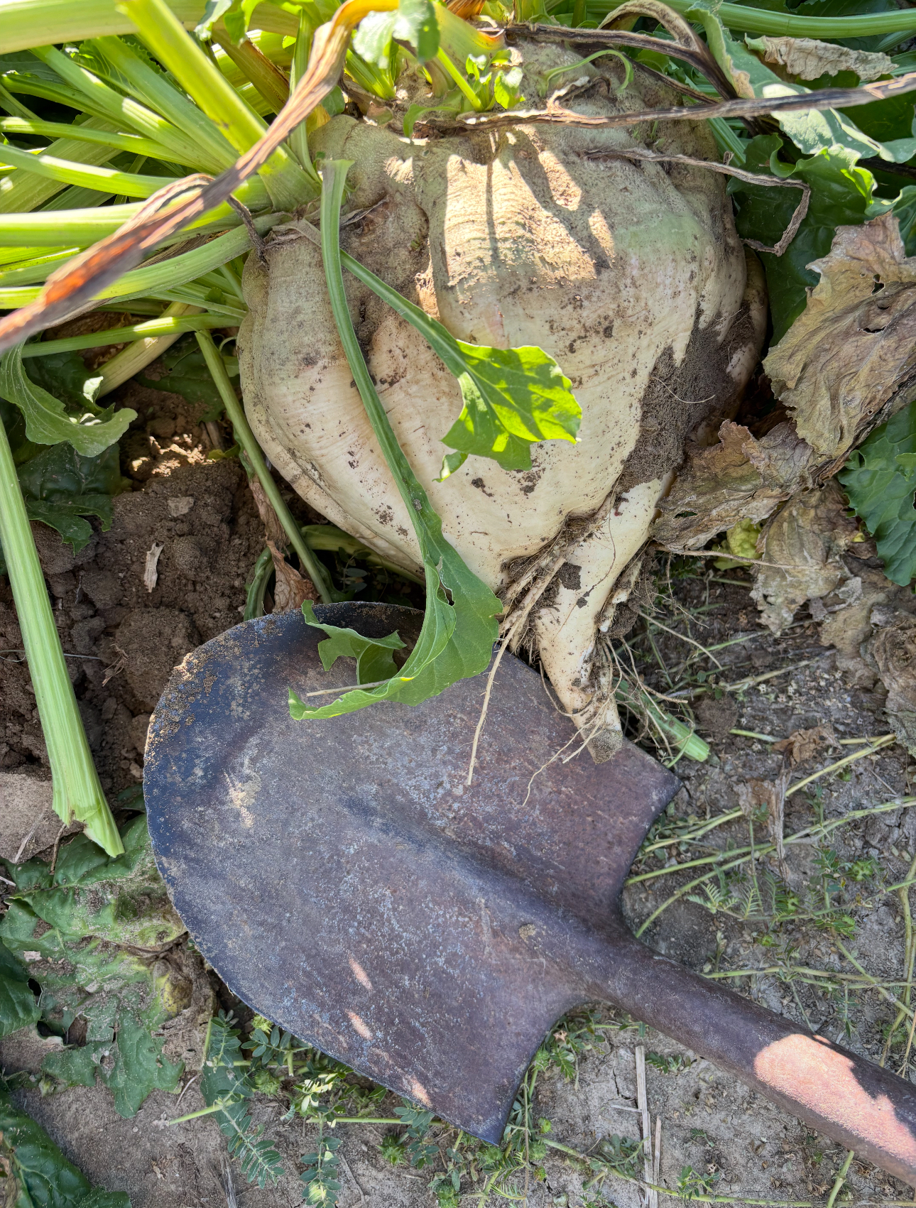 Payments up in the air, but beet harvest rolls on | TheFencePost.com