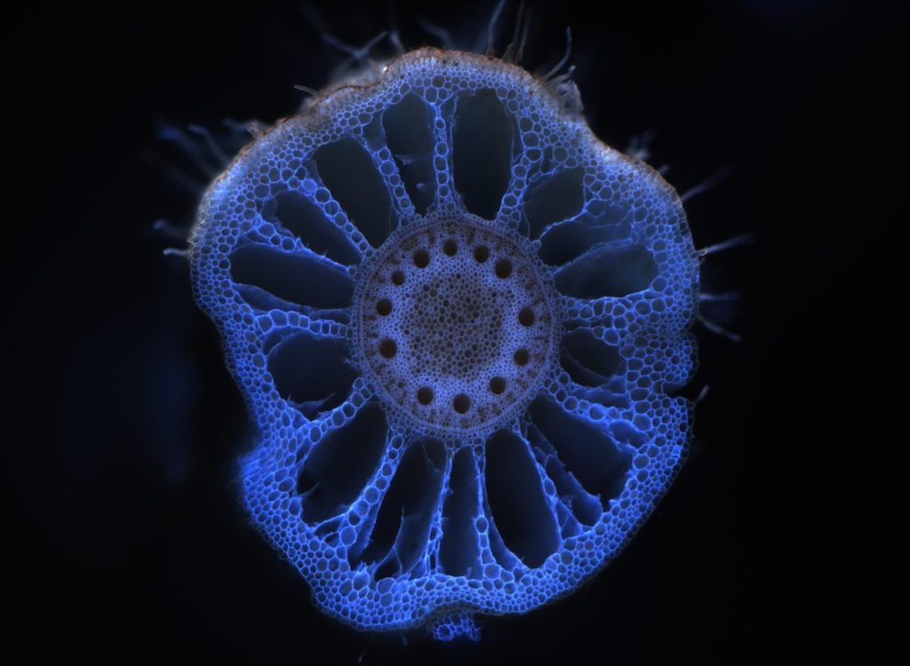 New study explores ‘legacy effects’ of soil microbes on plants across Kansas