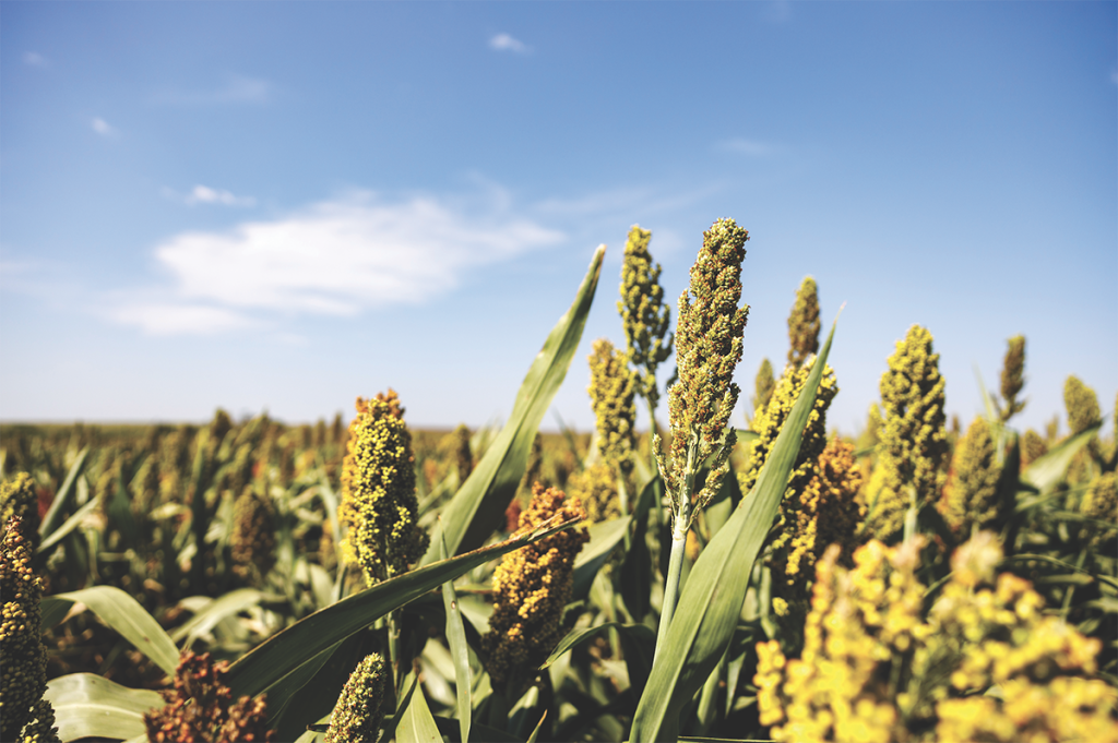 DWFI Annual Report highlights 15 years of global strides in water and food security – thefencepost.com