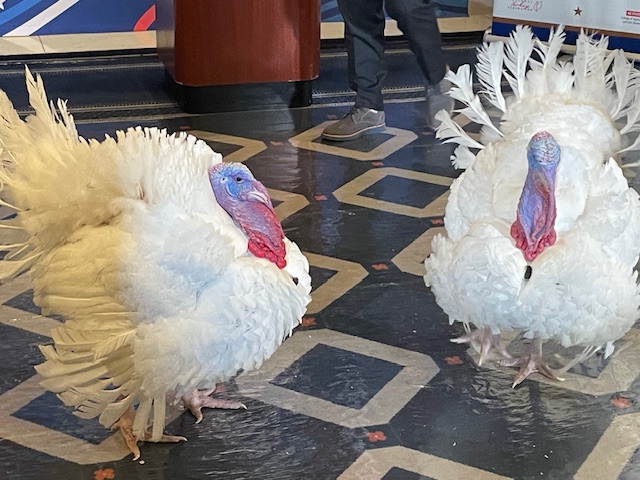 National Turkey Federation unveils turkeys to be presented to Trump