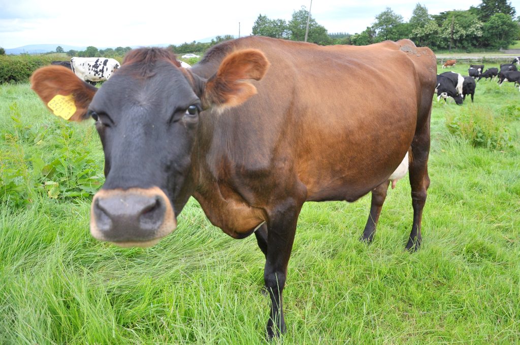 UK and Irish dairy farmers cull earlier to compensate milk price slump