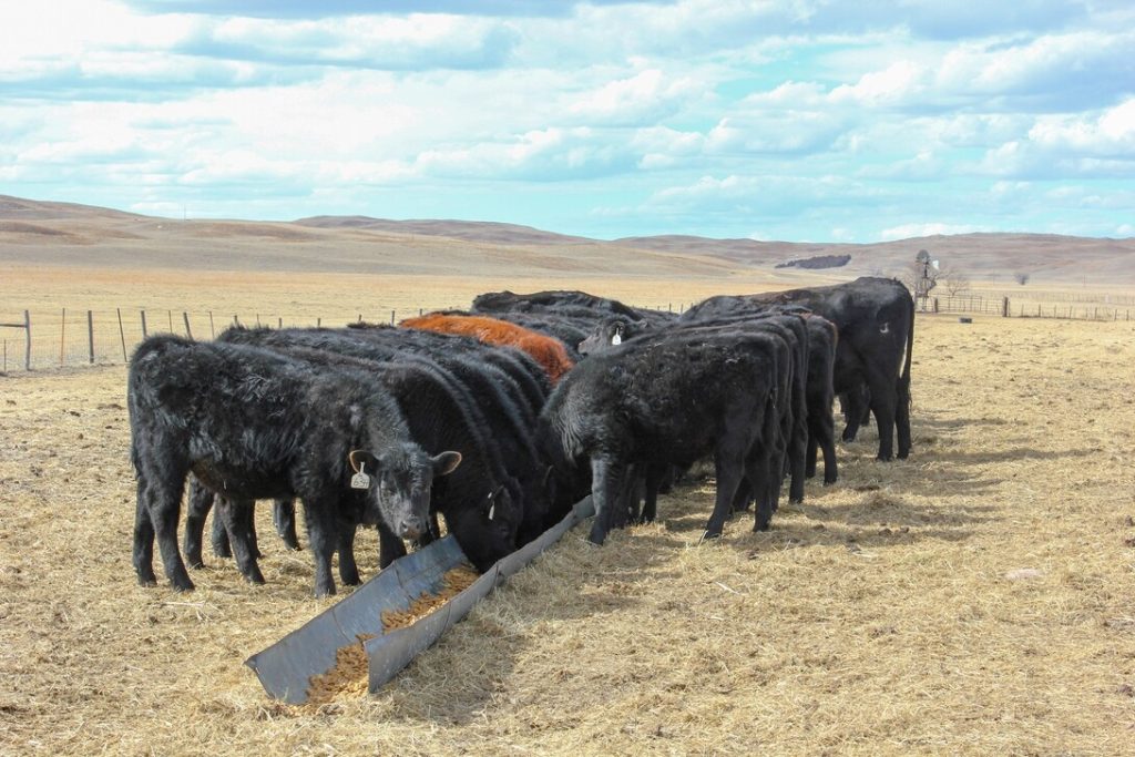 Winter stocker tour at Maddux Cattle Company set for Jan. 21