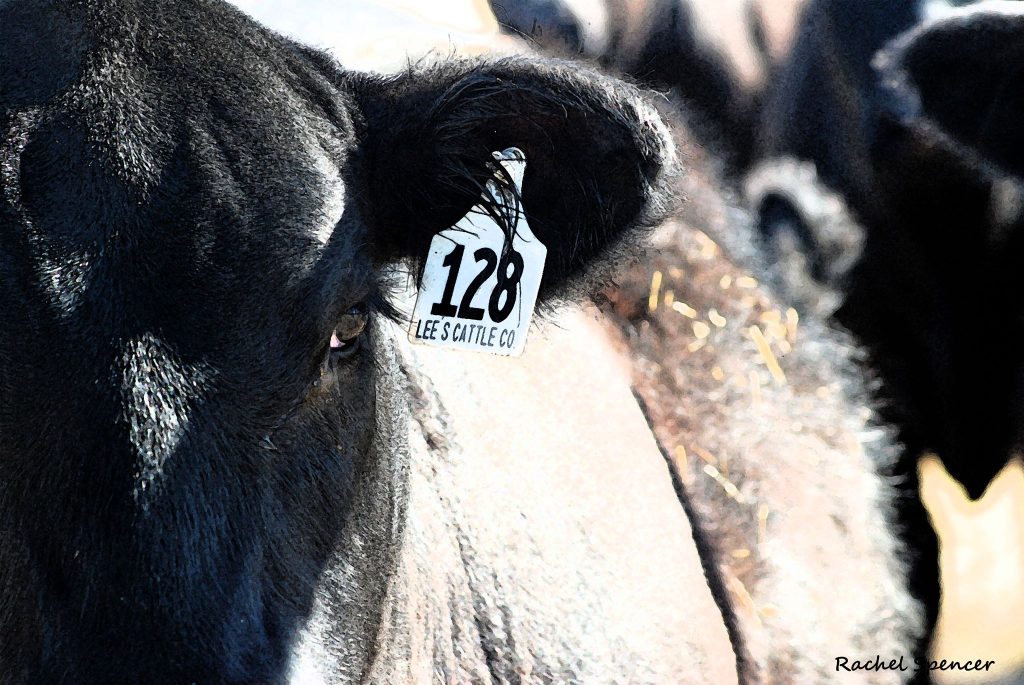 Breeder’s Connection 2026 | Ranching and Racing: Lee’s Cattle Company