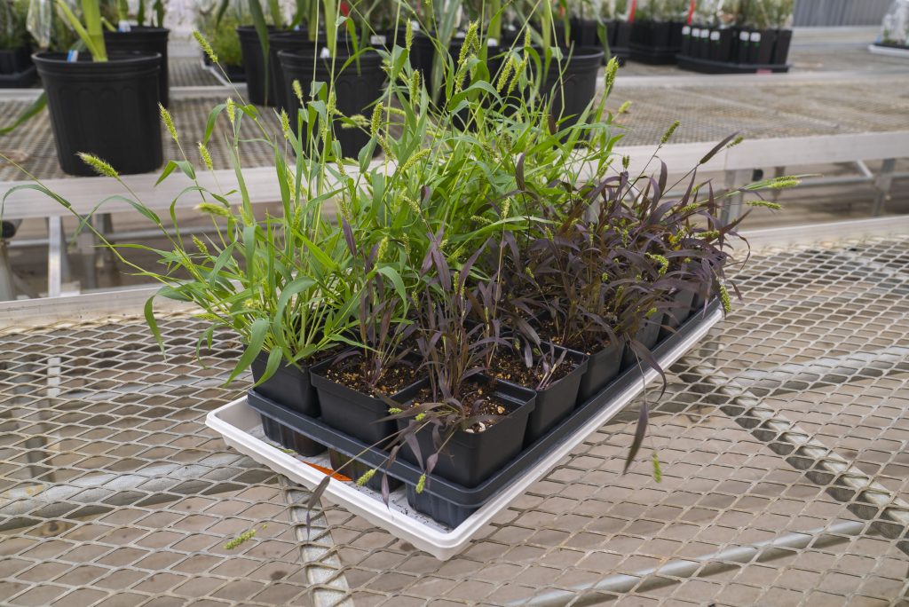 Researchers develop new tools to turn grain crops into biosensors