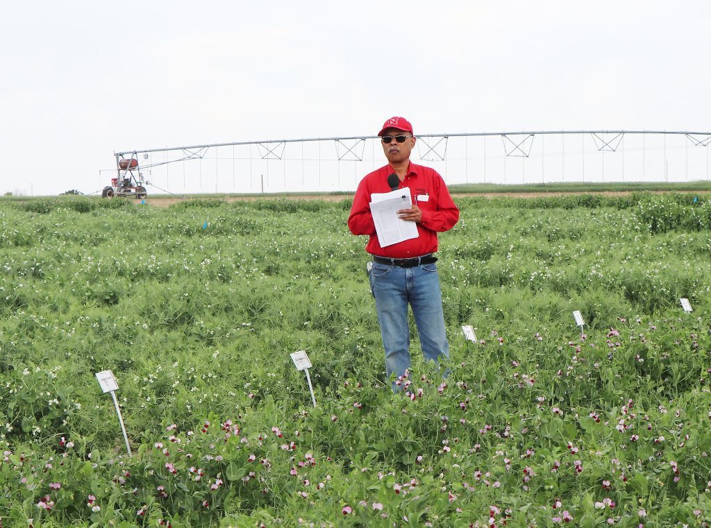 Results for 2025 Nebraska Pea variety testing released