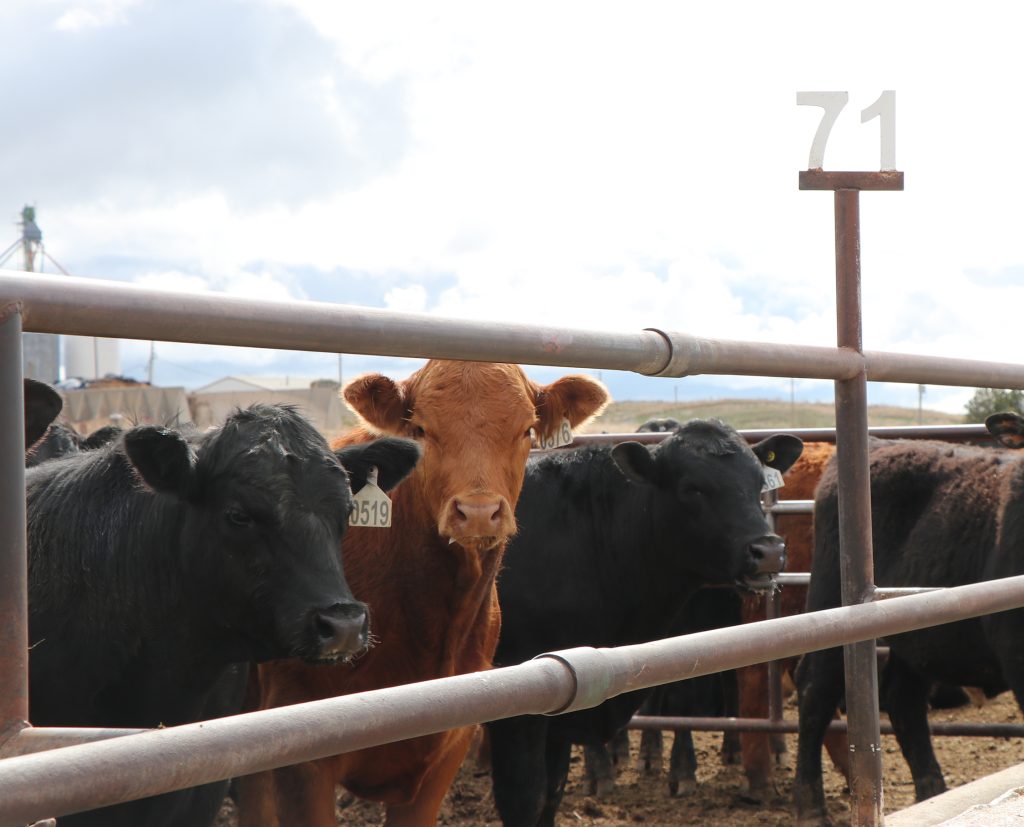 Nebraska Extension announces Beef Feedlot Roundtable Series, Feb. 17–19