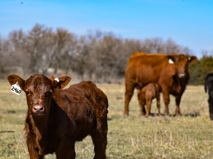 Midwest FEEDS Practicum offers hands-on training for beef producers across the production year
