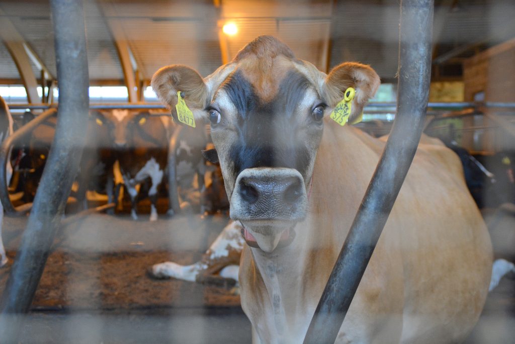 European dairy farmers call for voluntary milk reduction scheme to be activated