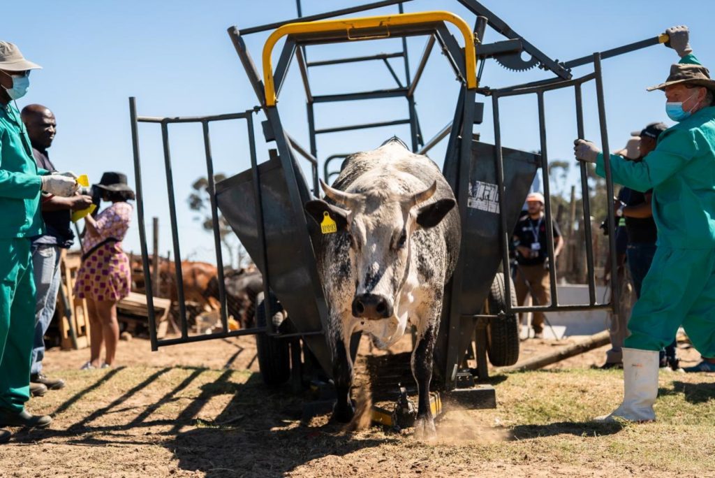 Vaccination program underway in South Africa as FMD declared a national disaster