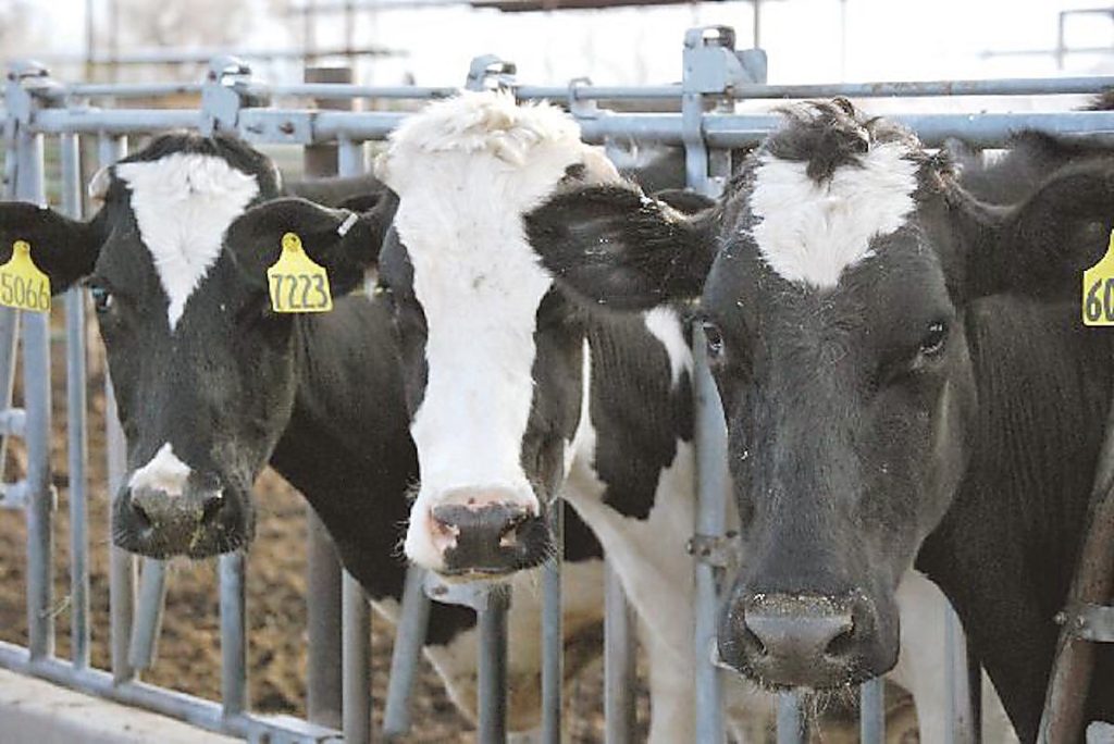 Colorado dairy producers reminded to obtain 2026 Dairy Margin Coverage by Feb. 26  