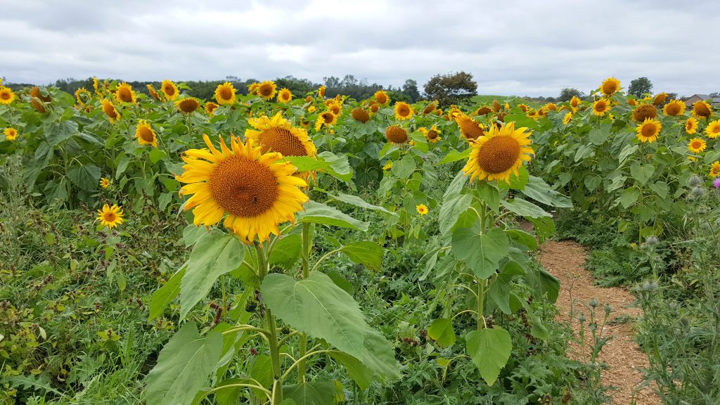 Danish farmers have access to billion euro fund to retire farmland