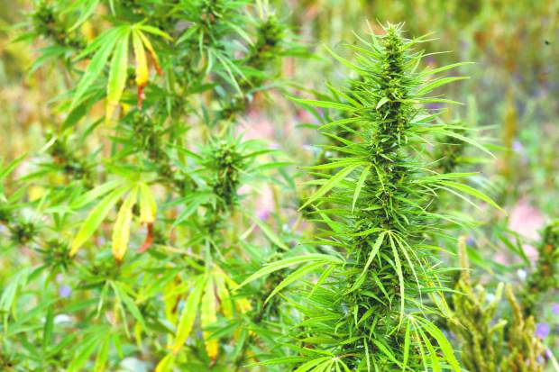 Groups oppose House farm bill provision delaying hemp law