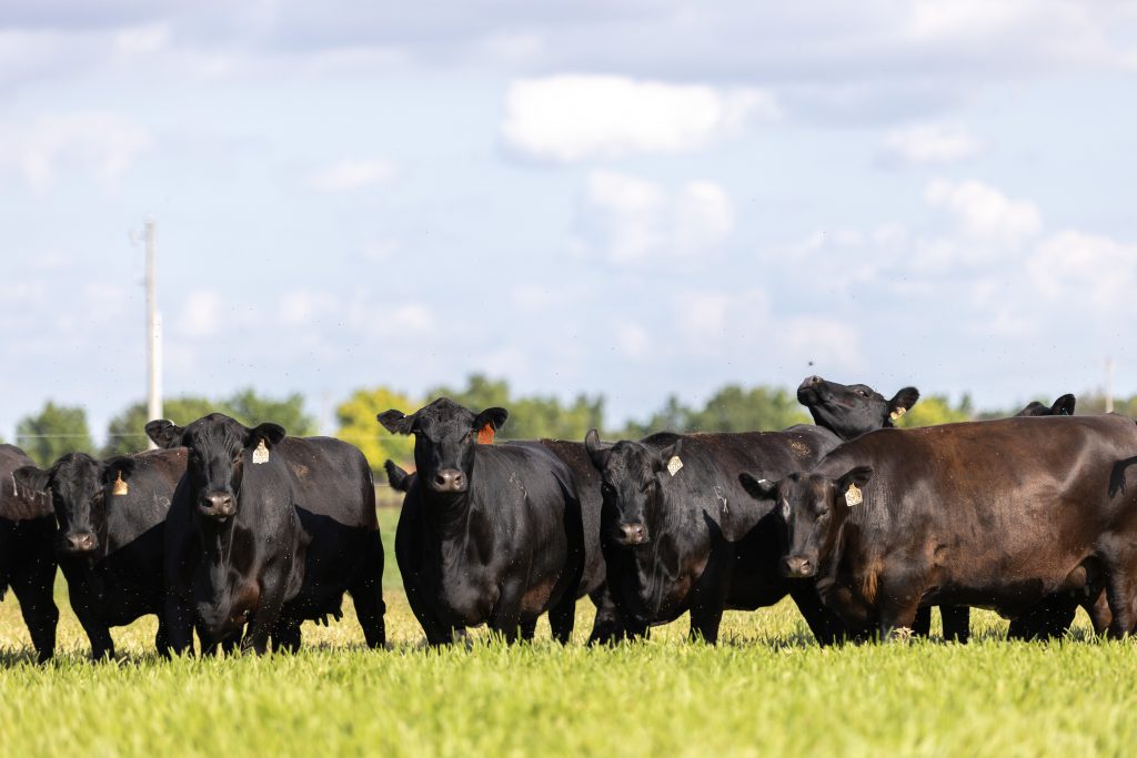 Angus Foundation to award 5 students from a commercial cattle operation