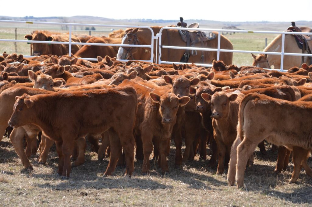 Nebraska Extension to host webinar on confinement feeding cow-calf pairs