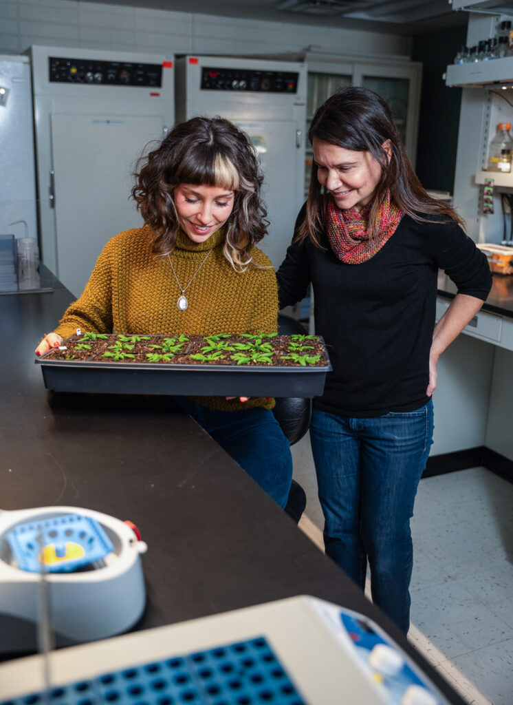 The next Green Revolution: Plant hormone therapy could improve global food security