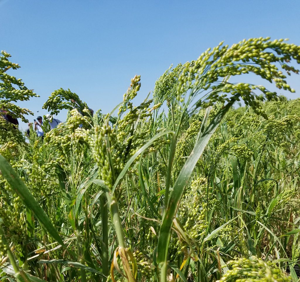 Water shortage cure — Millets