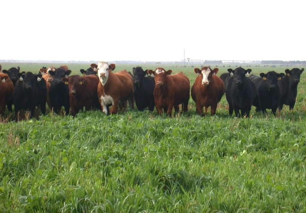 Nebraska Extension hosting webinar on planting annual forages under irrigation for grazing, feed