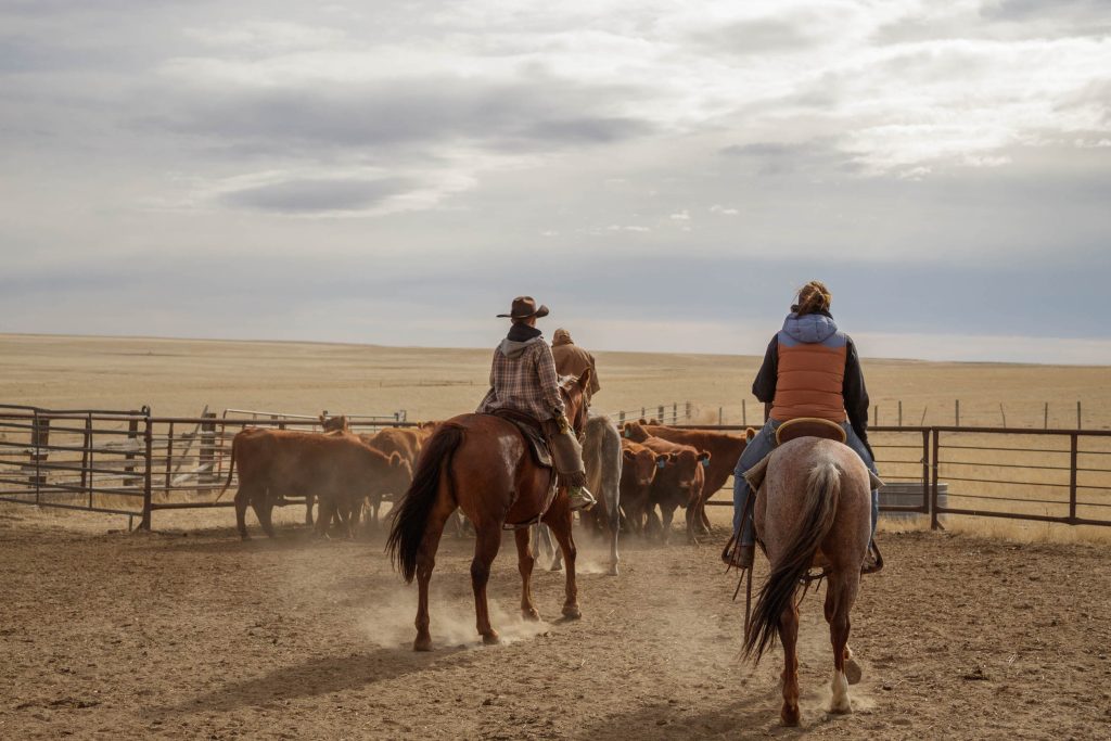 New online course, Livestock Risk Protection Insurance for Ranchers, launches April 1