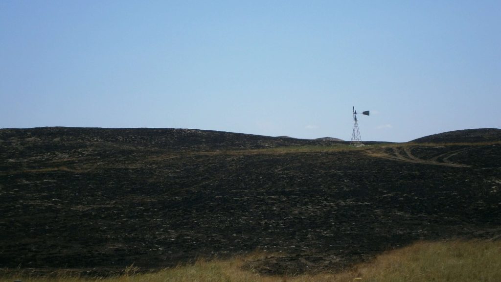 Managing burned pastures after a wildfire — how to graze