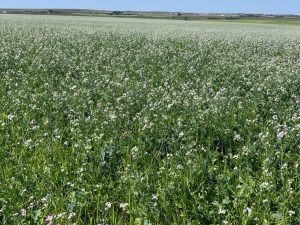 Forage 2026 | Covering bases: Cover crops offer numerous positives