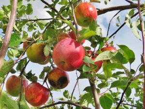 2026 Spring Homeland | Wyoming Orchard Heritage: A lost treasure rediscovered 