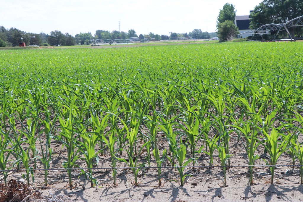 Deficit Irrigation could affect Nebraska Panhandle Crops 