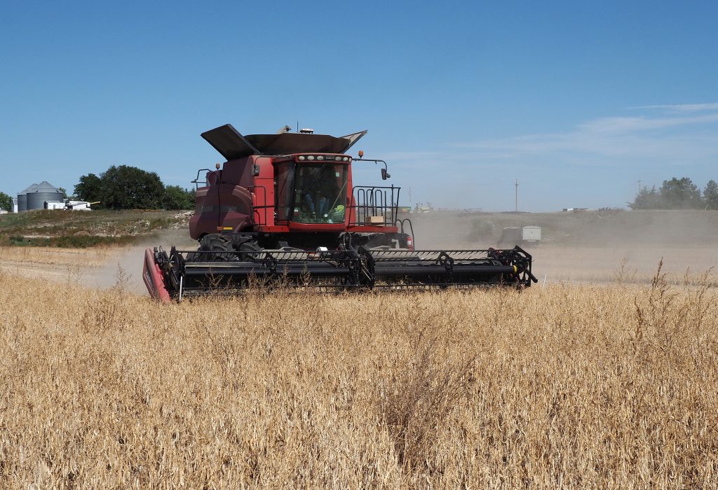 Nebraska Extension releases results on Rhizobium inoculant on dry edible beans