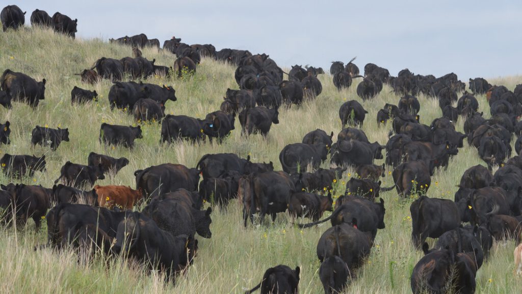 Nebraska U to host international symposium on beef cattle welfare June 1-3