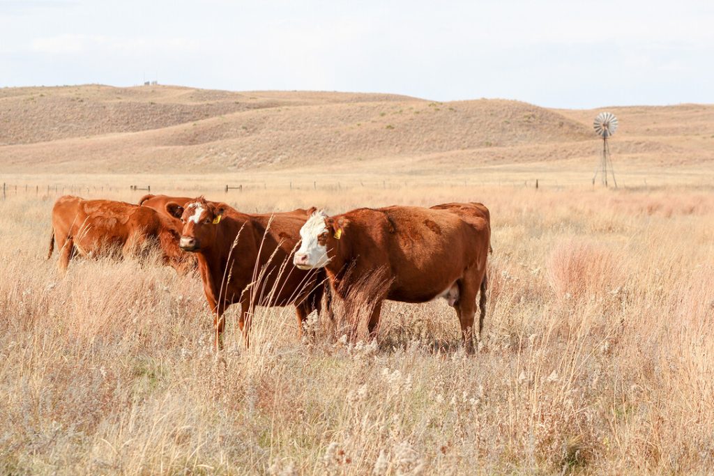 Relaxing beef import quotas sends mixed signals to ranchers