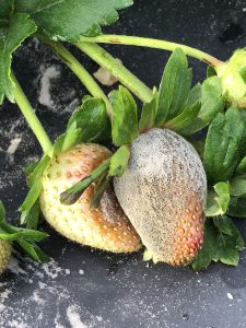 App reduces fungicide application, better berries for consumers