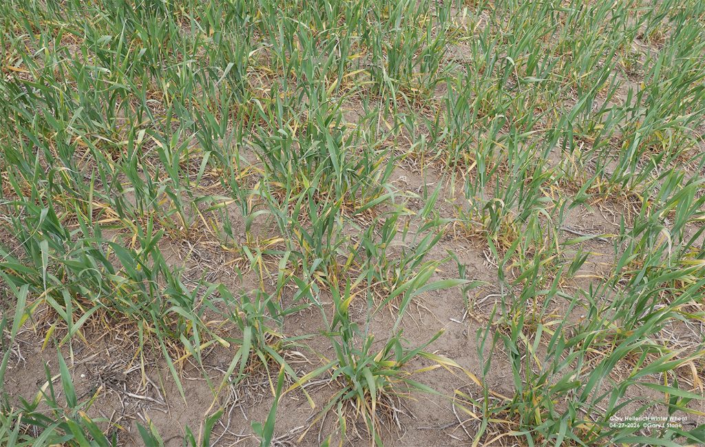 Western Nebraska drought and freeze affecting wheat this and next year