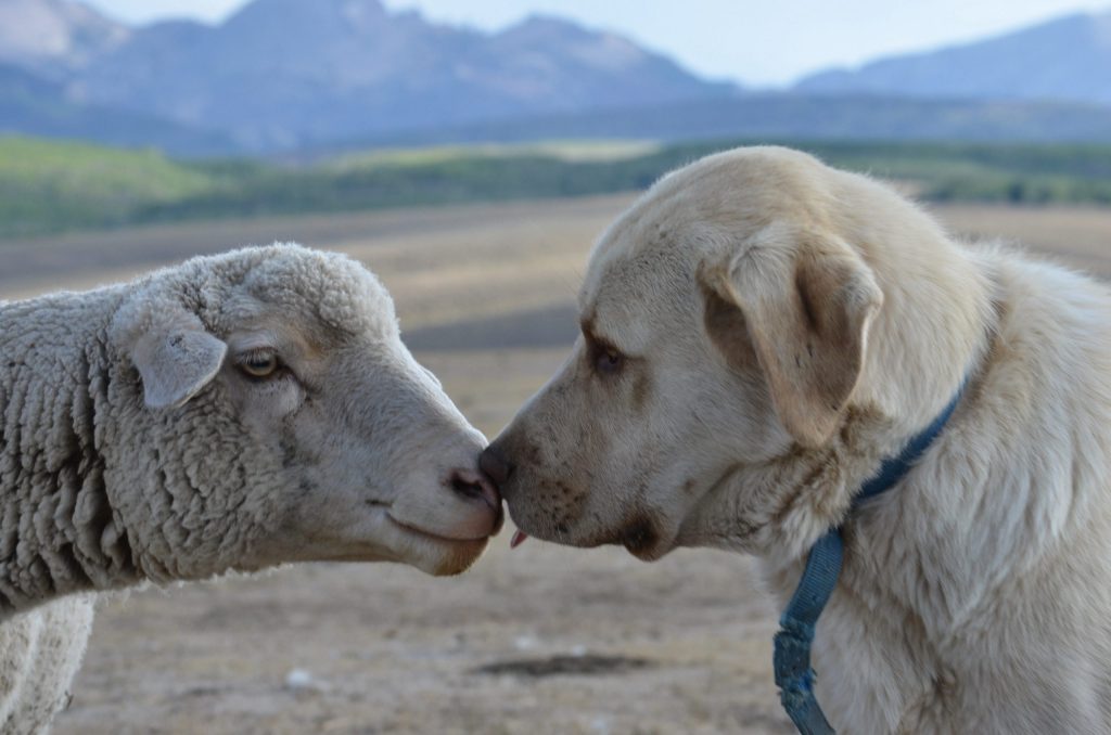 AgriCULTURE 2026 | Not just man’s best friend: guardian dogs are livestock’s best friend 