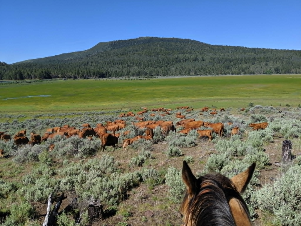 Biting the hand that feeds you: Oregon considers ballot measure to criminalize ranching, hunting, fishing