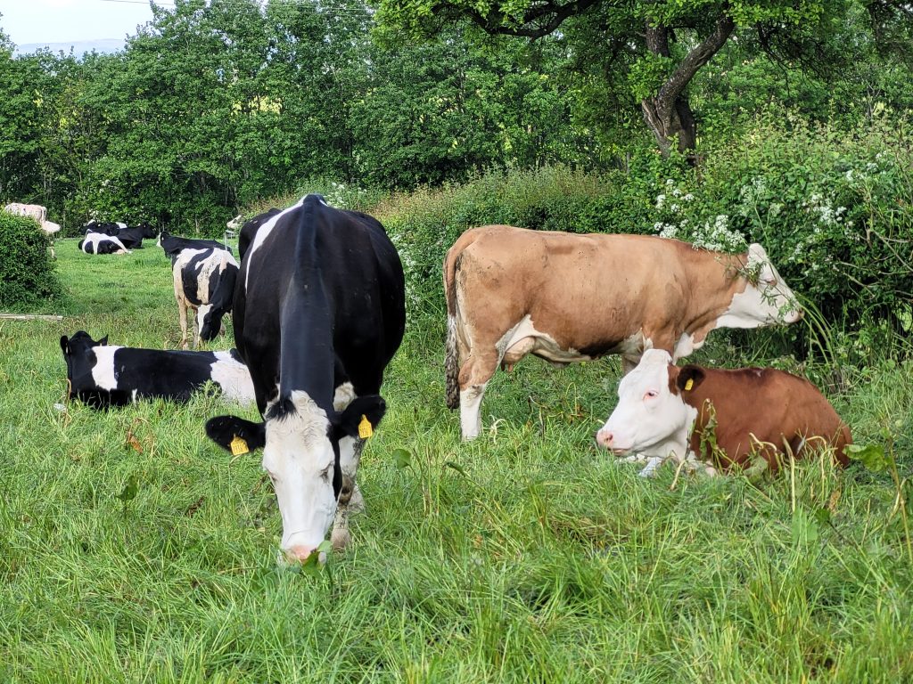 UK livestock farmers on high alert as bluetongue cases multiply