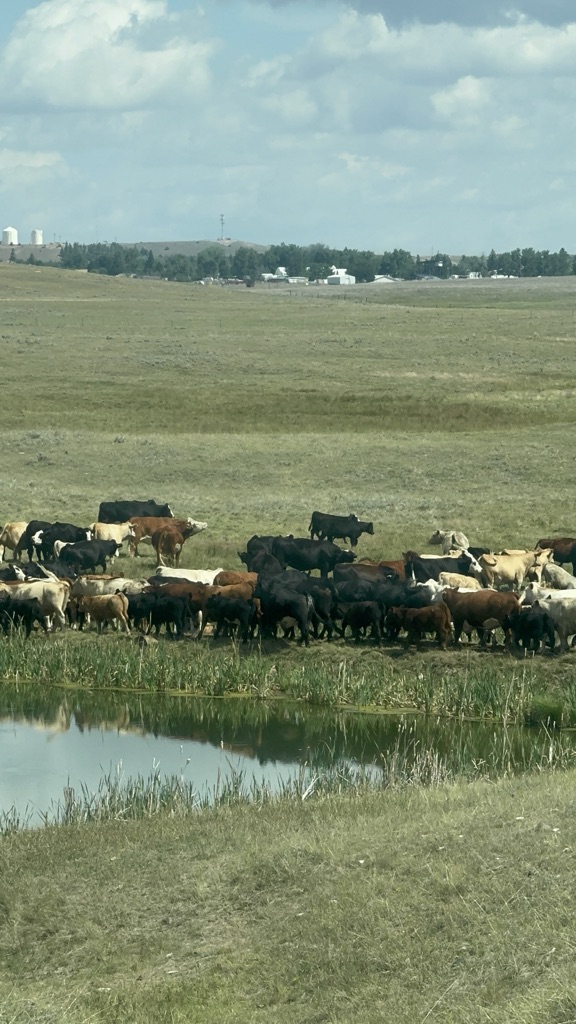 Cattle prices, board volatile on news of added imports, border reopening, meat plant closures