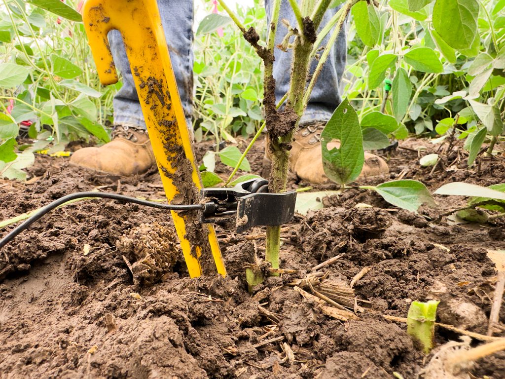 Eavesdropping on hidden bugs | TheFencePost.com