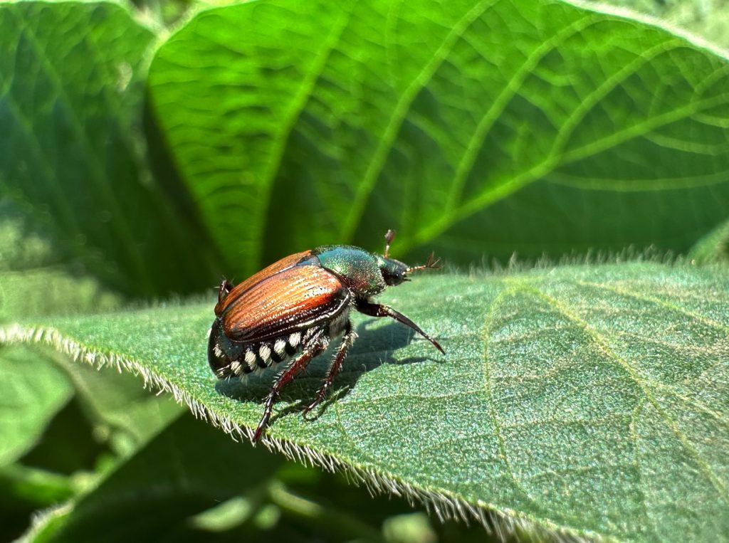 Eavesdropping on hidden bugs | TheFencePost.com