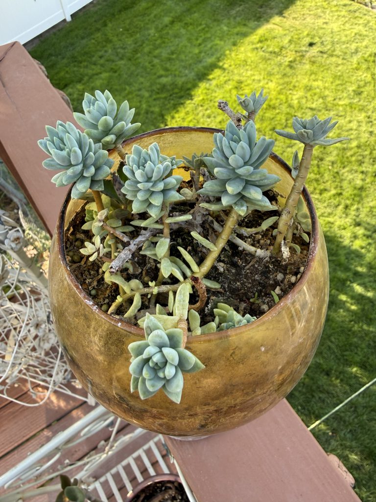 ゴリラ T. Succulent Form × Nizanda＋おまけ 2026 Fall Homeland | What a 'succa' | TheFencePost.com