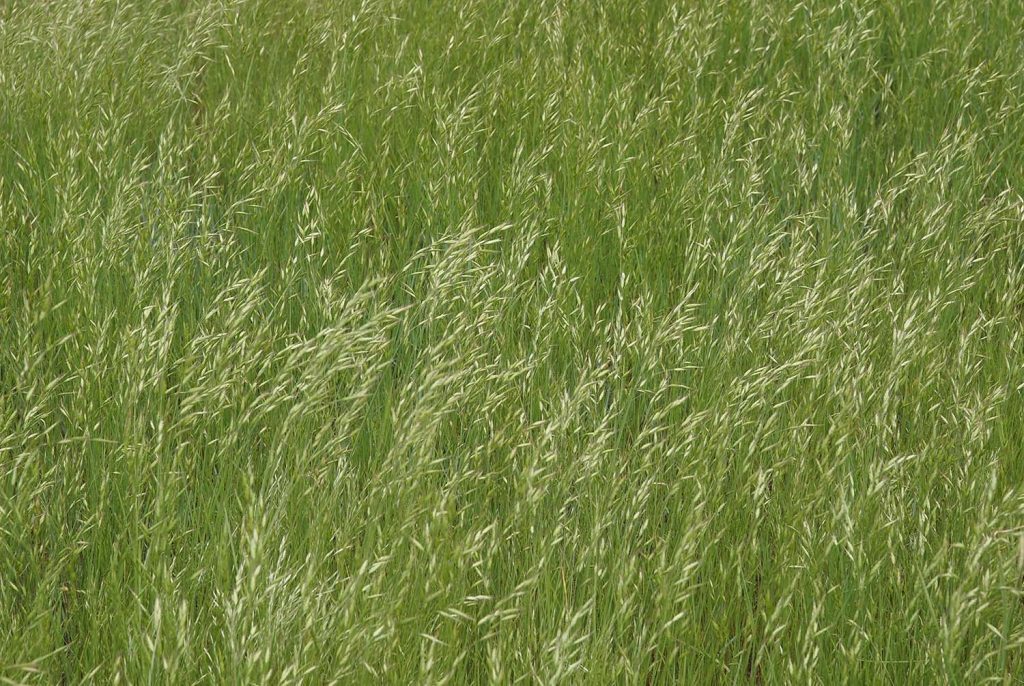 Wildfires open pastures and ranges to invasive plants | TheFencePost.com
