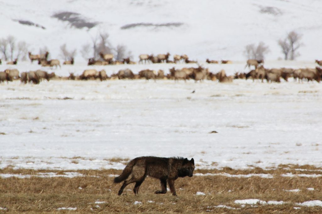 As Colorado reevaluates when to kill wolves involved in livestock conflict, how other Western states handle it