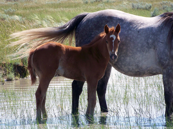 Price Ranch: Well-broke horses leads to marketing success | TSLN.com