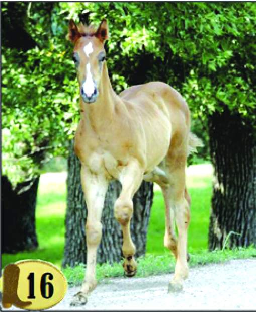 Philip Livestock Bad River Fall Extravaganza Horse Sale