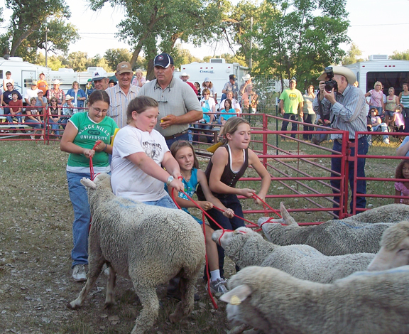 ButteLawrence Co. Fair CatchASheep Contest in its 8th year  TSLN.com