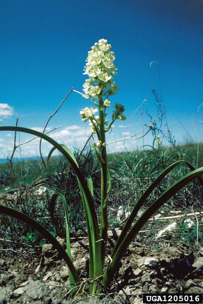 MSU warns livestock owners of toxic plant death camas | TSLN.com