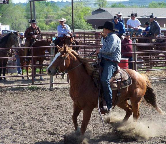 Billings Livestock’s "Cow Country Classic Catalog Sale"