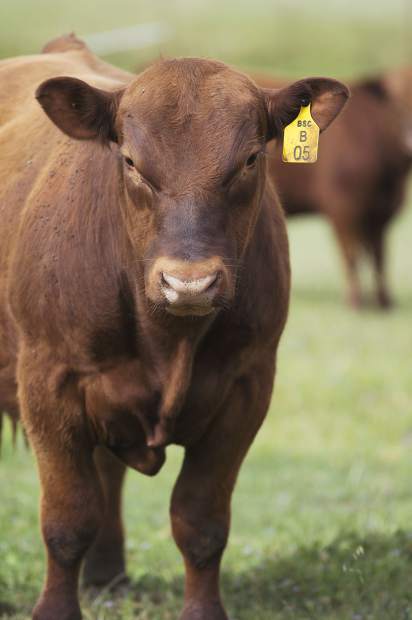 Angus Epd Example Red Angus Association of America releases new EPDs | TSLN.com